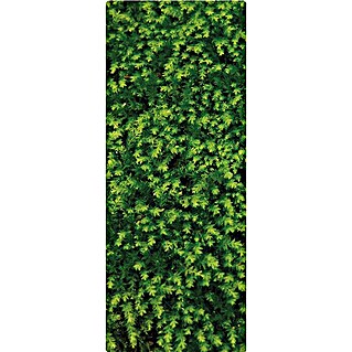 SanDesign Handmuster Fern (17,5 cm x 7 cm x 8 mm, Bäume & Pflanzen)
