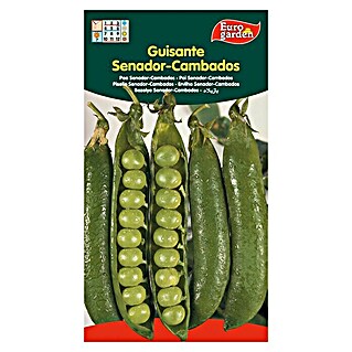 Euro Garden Semillas de vegetales Guisante Senador Cambados (Cosecha: Marzo - Mayo)