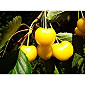 Süßkirschbaum Dönissens Gelbe Knorpelkirsche (Prunus avium 'Dönissens Gelbe Knorpelkirsche', Erntezeit: Juli - August)