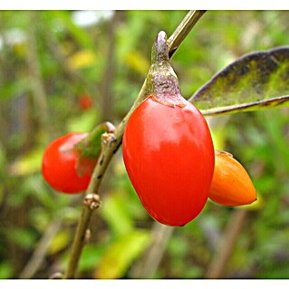 Goji-Beere Big Lifeberry (Lycium barbarum 'Big Lifeberry', Erntezeit: August - Oktober)