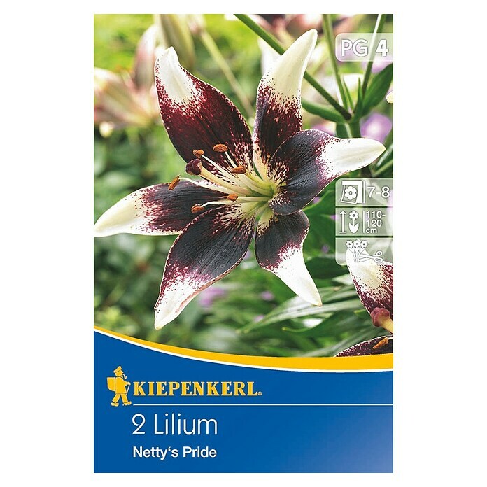 Kiepenkerl Sommerblumenzwiebeln Lilie 