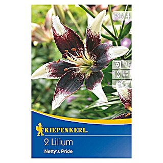 Kiepenkerl Sommerblumenzwiebeln Lilie (Lilium x hybrida 'Netty's Pride', 2 Stk.)