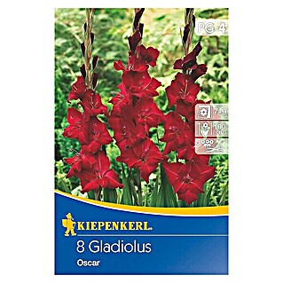 Kiepenkerl Sommerblumenzwiebeln Schwertblume (Gladiolus x hybrida 'Oskar', 8 Stk.)