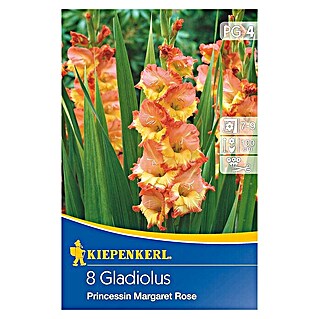 Kiepenkerl Sommerblumenzwiebeln Schwertblume (Gladiolus x hybrida 'Prinzessin Margaret Rose', 8 Stk.)