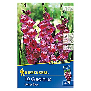 Kiepenkerl Sommerblumenzwiebeln Schwertblume (Gladiolus x hybrida 'Velvet Eyes', 10 Stk.)
