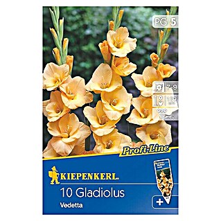 Kiepenkerl Sommerblumenzwiebeln Schwertblume (Gladiolus x hybrida 'Vedetta', 10 Stk.)