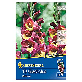 Kiepenkerl Profi-Line Sommerblumenzwiebeln Schwertblume (Gladiolus x hybrida 'Brescia', 10 Stk.)