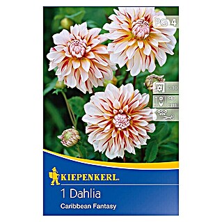 Kiepenkerl Herbstblumenzwiebeln Deko-Dahlie (Dahlia 'Caribbean Fantasy', Rot/Weiß/Gelb, 1 Stk.)