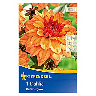 Kiepenkerl Herbstblumenzwiebeln Beet-Dahlie (Dahlia 'Summerglow', Gelb-Orange, Gefüllt, 1 Stk.)