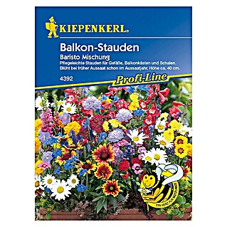 Kiepenkerl Profi-Line Blumensamen Balkon-Stauden Baristo Mischung (Verschiedene Sorten, Blütezeit: April - Oktober)
