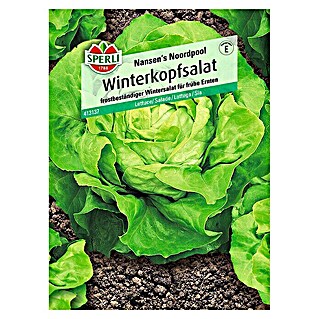 Sperli Salatsamen Winterkopfsalat (Lactuca sativa, Erntezeit: März - April)