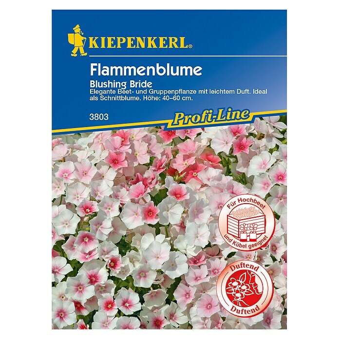 Kiepenkerl Profi-Line Blumensamen Flammenblume 