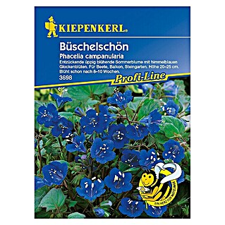 Gründüngung Büschelschön (Phacelia campanularia)