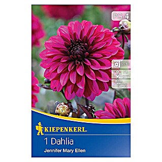 Kiepenkerl Herbstblumenzwiebeln Beet-Dahlie (Dahlia 'Jennifer Mary Ellen', Mehrfarbig, Gefüllt, 1 Stk.)