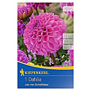 Kiepenkerl Herbstblumenzwiebeln Pompon-Dahlien (Dahlia 'Jan van Schaffelaar', Pink, 1 Stk.)