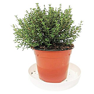 Piardino Tomillo (Thymus vulgaris, Tamaño de maceta: 15 cm)