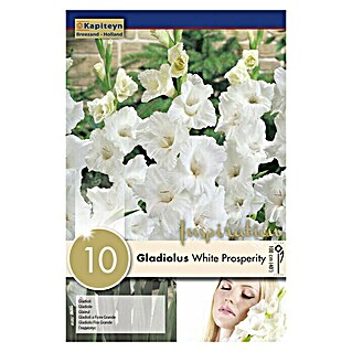 Kapiteyn Bulbos de otoño Gladiolus White Prosperity (10 ud.)