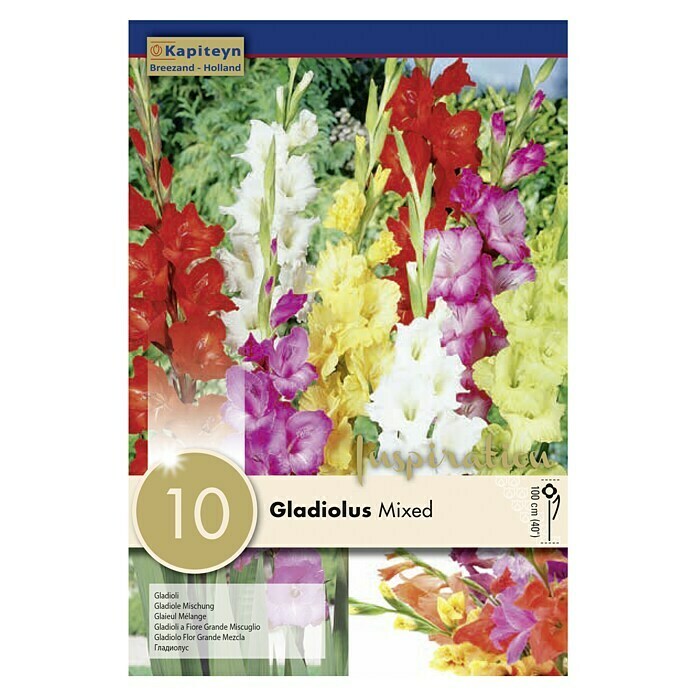 Bulbos de otoño Gladiolus Mix 