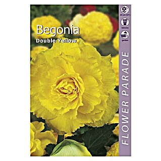 Kapiteyn Bulbos de verano Begonia Double  (1 ud.)