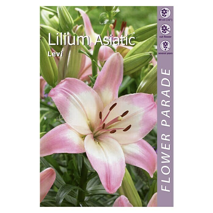 Bulbos de verano Lilium Asiatic 