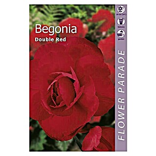 Kapiteyn Bulbos de verano Begonia Rouble Red (1 ud.)