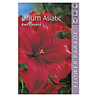 Kapiteyn Bulbos de verano Lilium Asiatic (1 ud., Rojo)