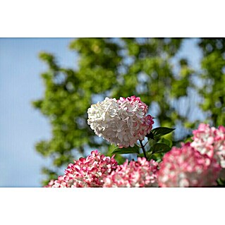 Piardino Rispen-Hortensie (Hydrangea paniculata 'Vanille Fraise'®, Weiß/Rosa)