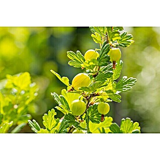 Piardino Stachelbeere (Ribes uva-crispa 'Invicta', Erntezeit: Juli)