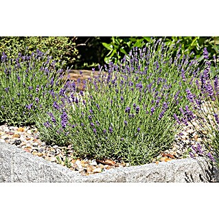 Piardino Lavendel (Lavandula angustifolia, Topfvolumen: 17 l, Violett)