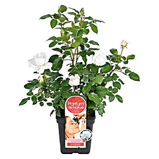 Piardino Edelrose 'Annapurna' (Rosa Hybride, Weiß, Topfgröße: 19 cm)