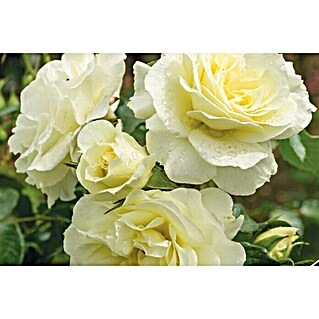 Piardino Beetrose (Rosa 'White Meilove'®, Weiß)