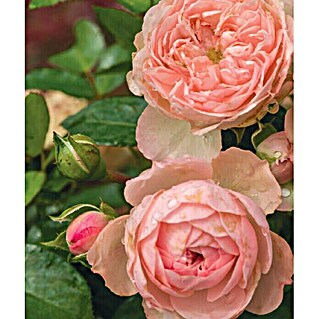 Piardino Beetrose (Rosa 'Pink Meilove'®, Pink)