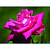 Rosa hybride Lizenz rot 3 rot grossblumi