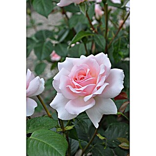 Piardino Edelrose 'A Whiter Shade of Pale' (Rosa Hybride, Topfgröße: 19 cm, Hellrosa)