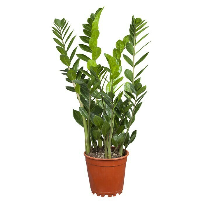 Zamioculcas zamiifolia 21