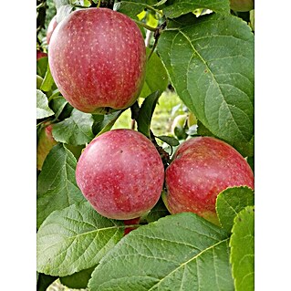 Apfelbaum Jamba (Malus domestica 'Jamba', Busch, 10 l, Erntezeit: August - Oktober)