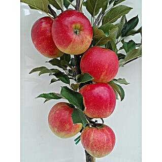 Apfelbaum Elstar (Malus domestica 'Elstar', Busch, 10 l, Erntezeit: September - Oktober)