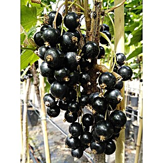 Schwarze Johannisbeere Titania (Ribes nigrum Titania, 3,5 l, Säule)