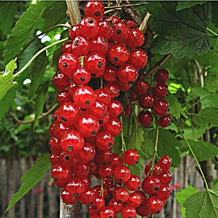 Rote Johannisbeere Jonkheer van Tets (Ribes rubrum, Erntezeit: Juni)