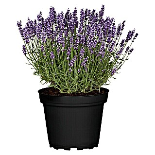 Piardino Lavendel (Lavendula angustifolia, Topfvolumen: 3 l, Violett/Blau)