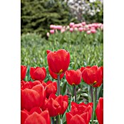 Tulipa gesneriana 9 Red Flair