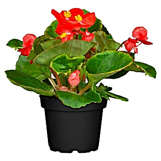 Piardino Begonie (Begonia semperflorens, Topfgröße: 13 cm, Sortenabhängig)