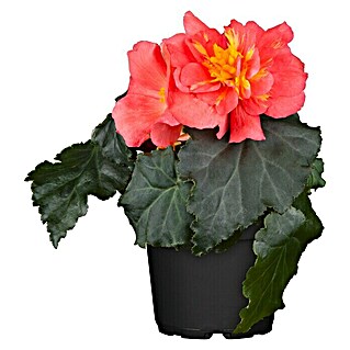 Piardino Begonie 'I`Conia' (Begonia tuberhybrida, Topfvolumen: 12 l, Blütenfarbe: Mehrfarbig)