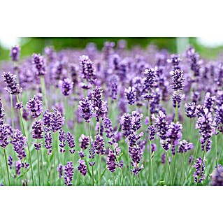 Piardino Lavendel (Lavandula angustifolia 'Premium Provence', Topfgröße: 19 cm, Violettblau)
