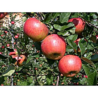 Piardino Apfelbaum (Malus domestica Topaz, Erntezeit: September - Oktober)