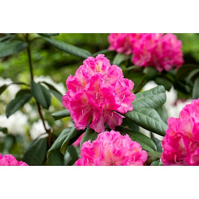 Rhododendron hybriden 2