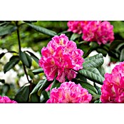 Rhododendron hybriden 2