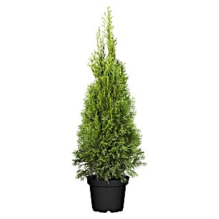 Piardino Lebensbaum (Thuja occidentalis 'Smaragd', Topfvolumen: 12 l, Aktuelle Wuchshöhe: 125 cm - 150 cm)