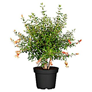 Piardino Granatapfelbaum (Punica granatum, Topfgröße: 14 cm)