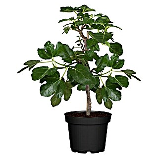 Piardino Feigenbaum (Ficus carica, Niederstamm, Topfgröße: 26 cm)